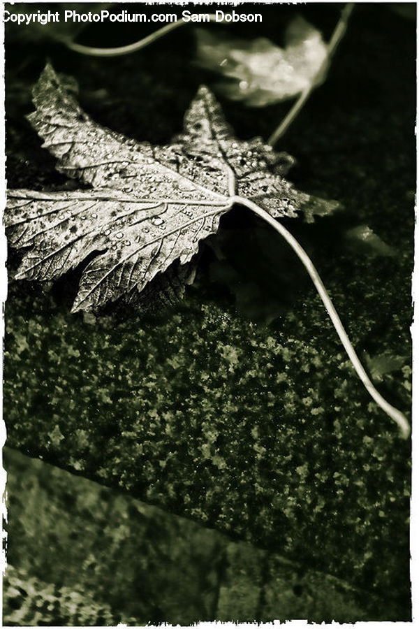 Accessories, Ivy, Plant, Vine, Blossom, Cushion, Flora