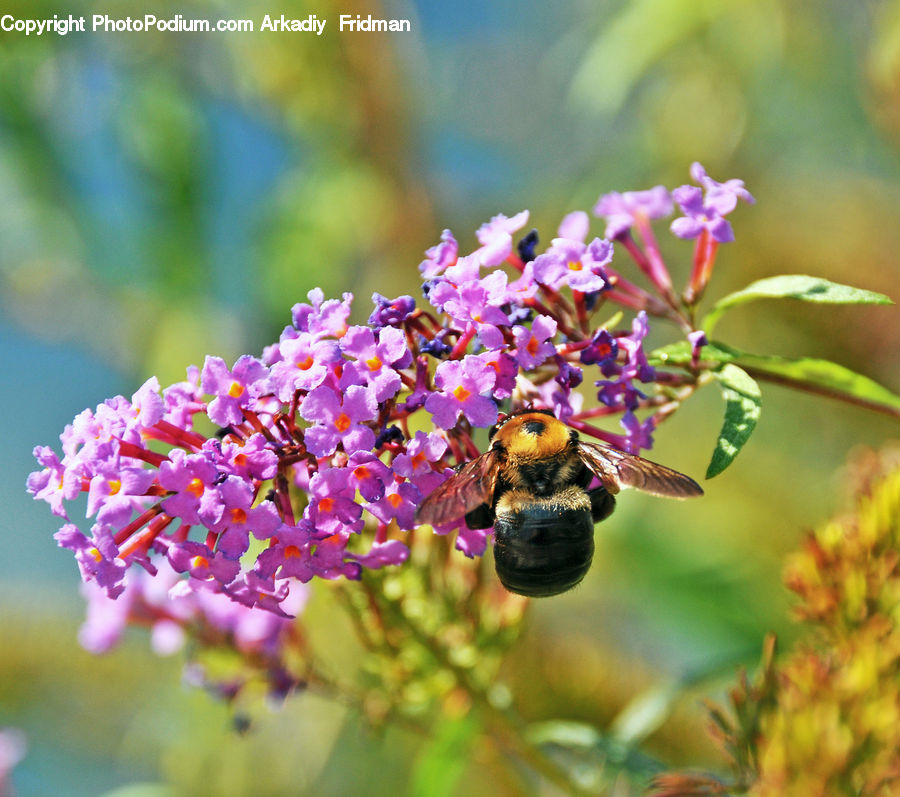 Bee, Insect, Invertebrate, Apidae, Bumblebee, Andrena, Honey Bee