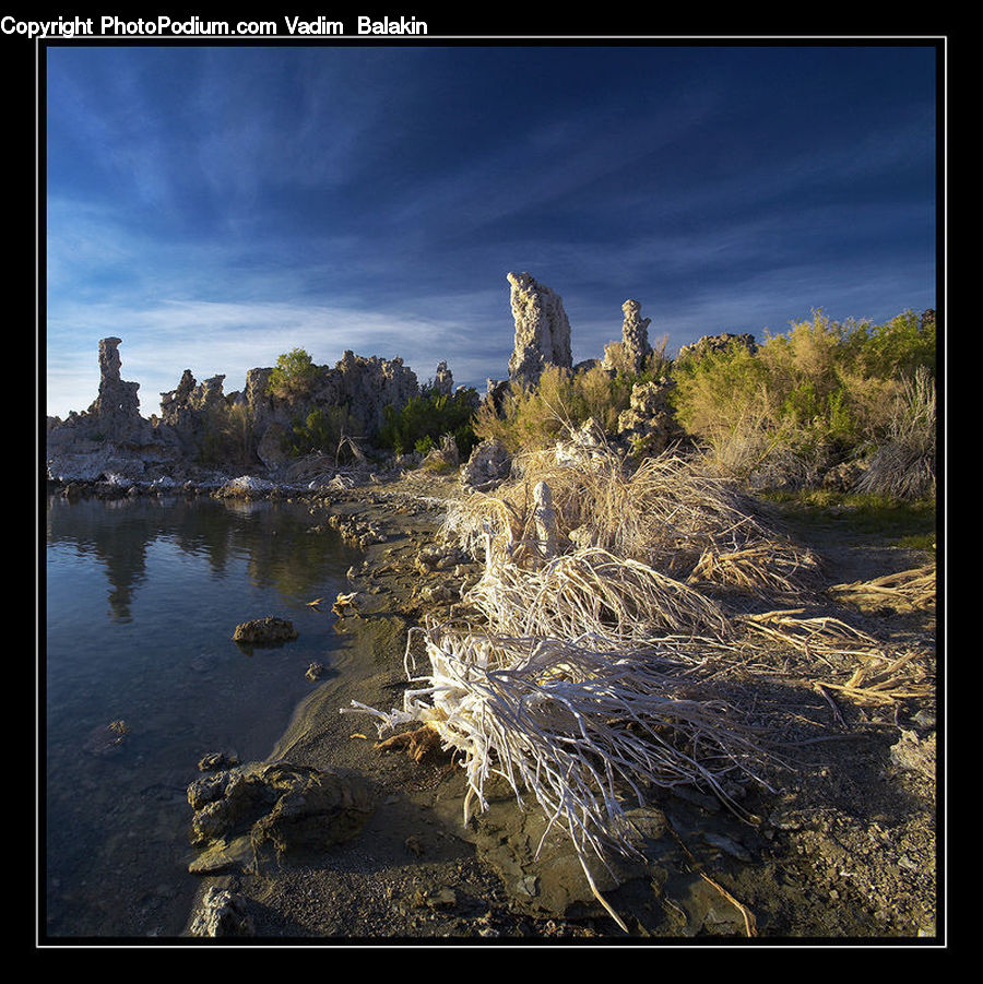 Land, Marsh, Pond, Swamp, Water, Conifer, Fir