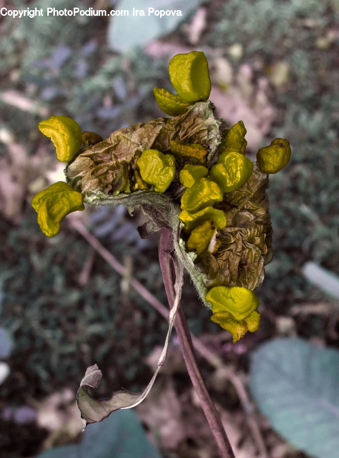 Bud, Plant, Blossom, Flower, Rose, Produce, Vegetable