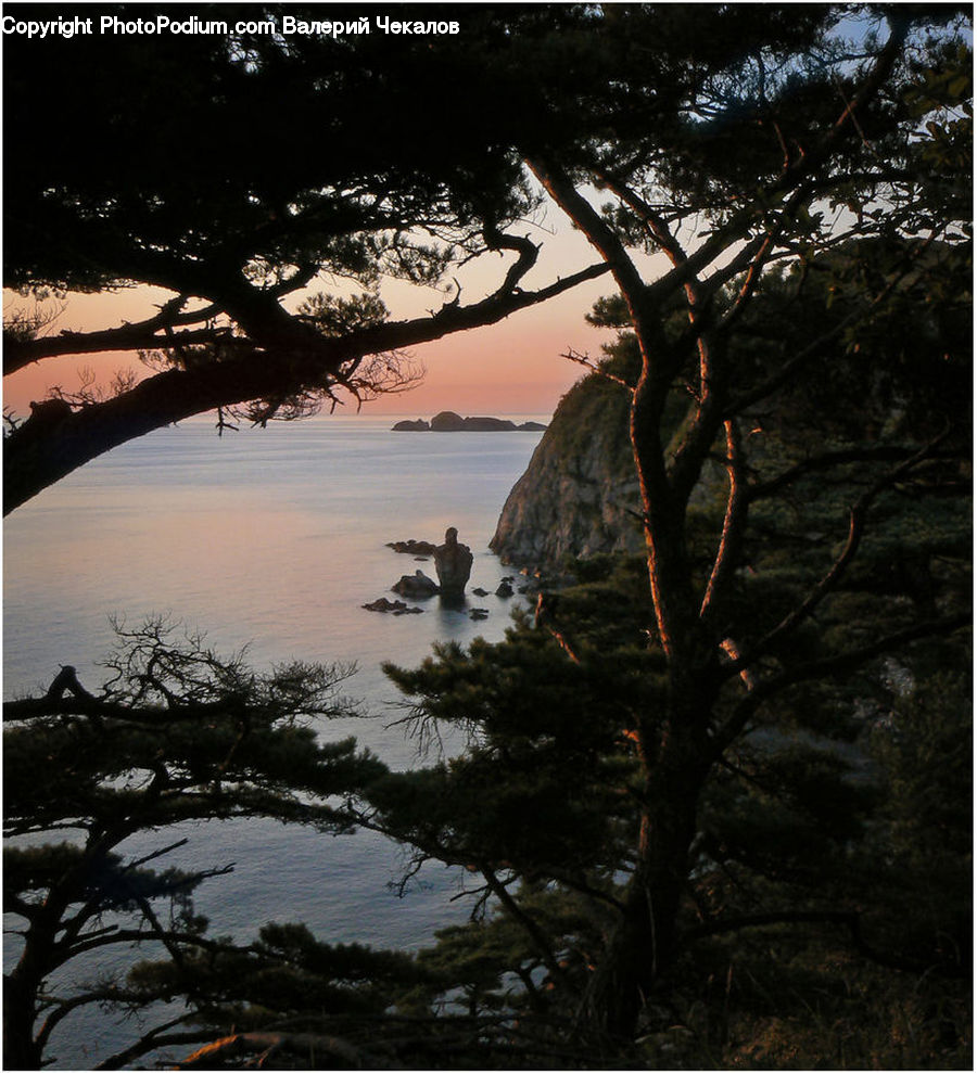 Conifer, Fir, Plant, Tree, Dawn, Dusk, Sky