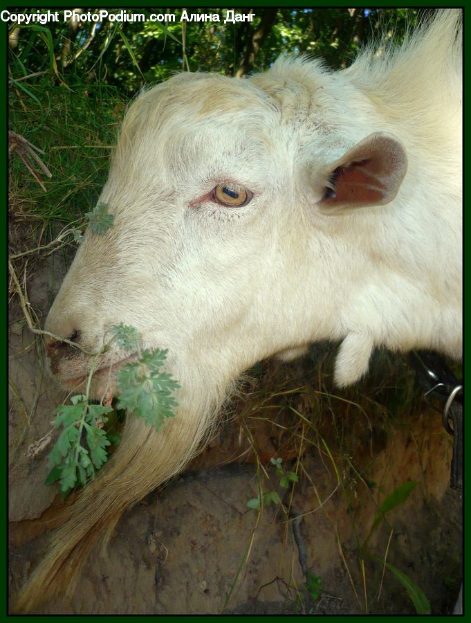Animal, Goat, Mammal, Mountain Goat