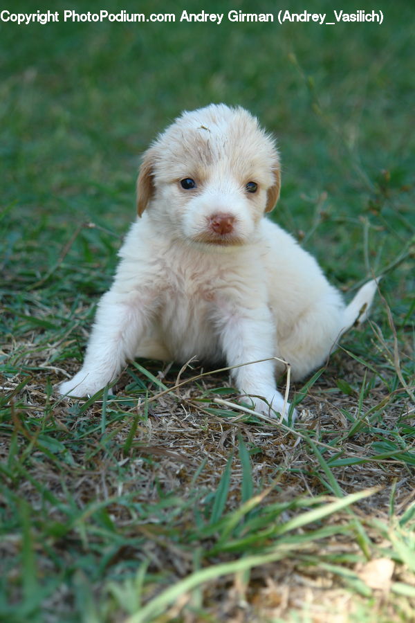 Animal, Canine, Dog, Mammal, Pet, Puppy, Chihuahua