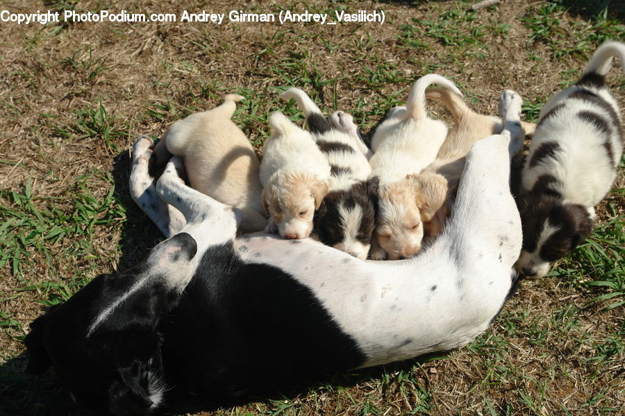 Animal, Canine, Dog, Mammal, Pet, Puppy, Adorable