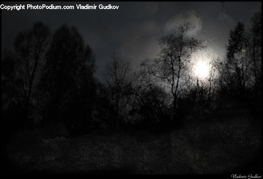 Night, Outdoors, Forest, Vegetation, Plant, Tree, Blossom