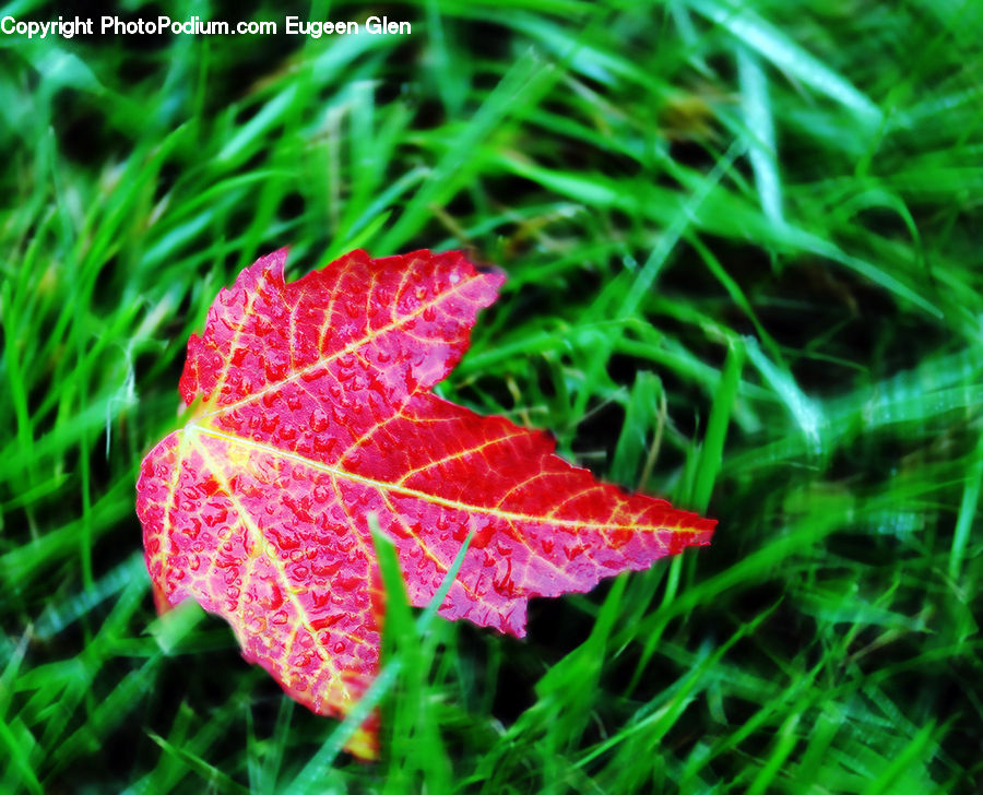 Plant, Ivy, Vine, Maple, Maple Leaf, Blossom, Flora