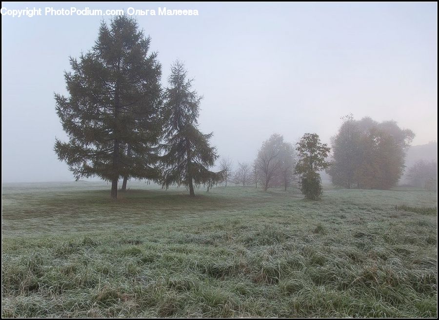 Frost, Ice, Outdoors, Snow, Fog, Mist, Plant