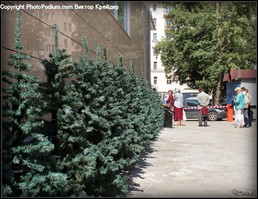 Plant, Potted Plant, Conifer, Fir, Spruce, Wood, Tree
