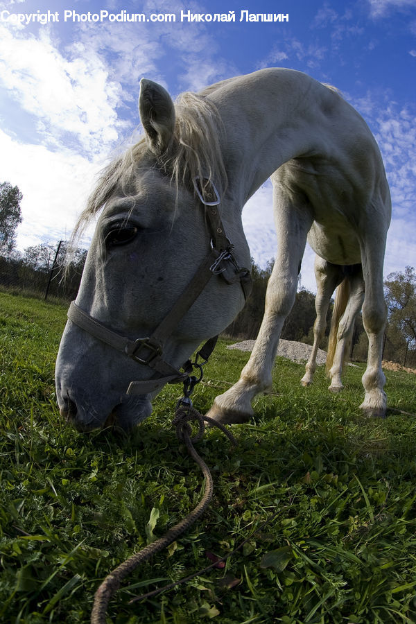 Animal, Colt Horse, Foal, Horse, Mammal, Field, Grass