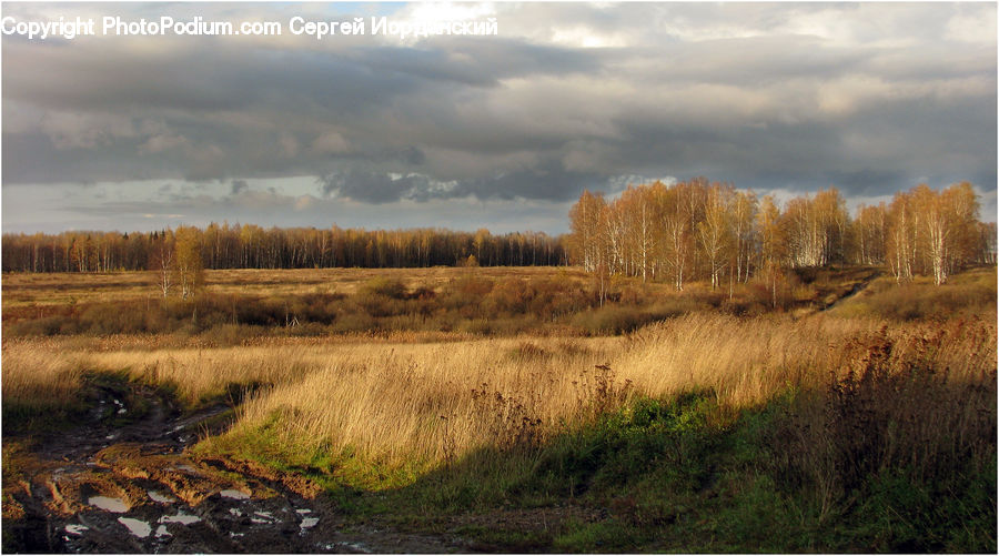 Field, Grass, Grassland, Land, Outdoors, Dirt Road, Gravel