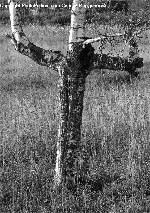 Cross, Birch, Tree, Wood, Plant, Oak, Forest