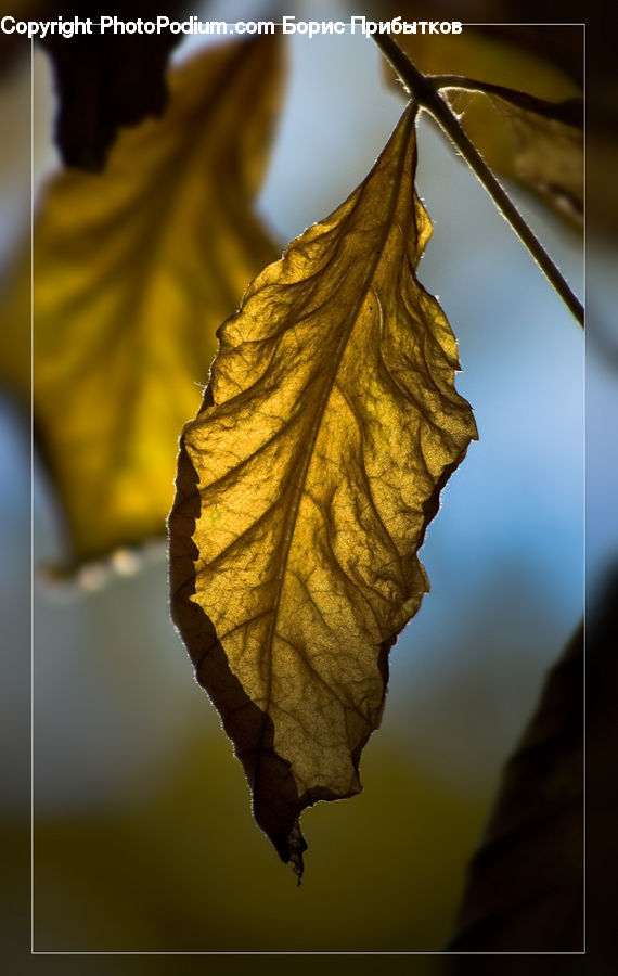 Maple, Maple Leaf, Plant, Leaf, Oak, Sycamore, Tree