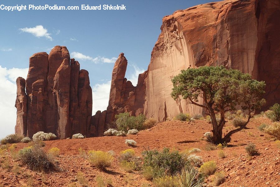 Conifer, Plant, Tree, Wood, Yew, Potted Plant, Desert