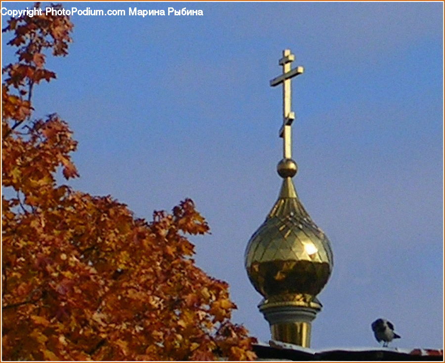Architecture, Spire, Steeple, Tower, Maple, Tree, Wood