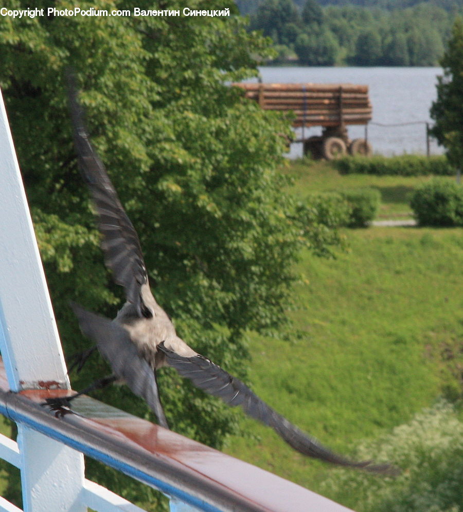Bird, Dove, Pigeon, Swallow, Kite Bird
