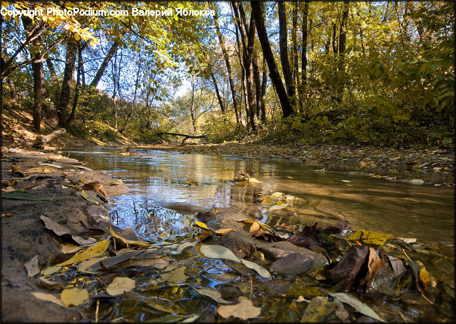 Creek, Outdoors, River, Water, Pond, Food, Seafood