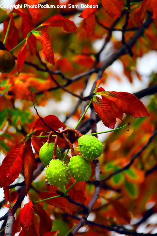 Plant, Vine, Fruit, Grapes, Blossom, Flora, Flower
