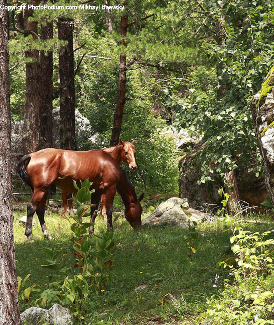 Animal, Horse, Mammal, Colt Horse, Foal, Bongo, Percussion