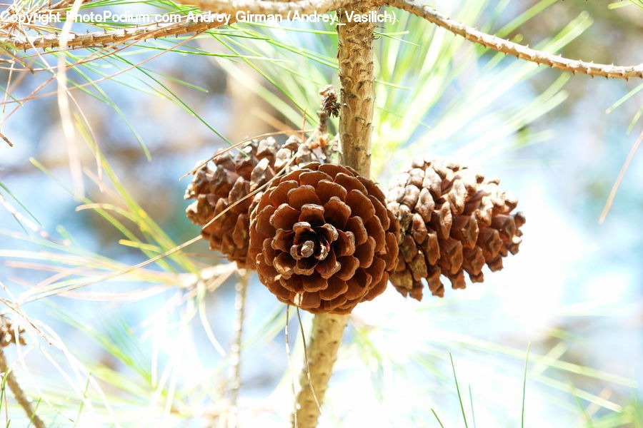 Conifer, Larch, Tree, Wood, Fir, Plant, Pine