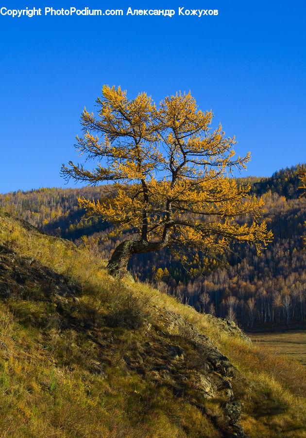 Conifer, Fir, Plant, Tree, Blossom, Flora, Flower