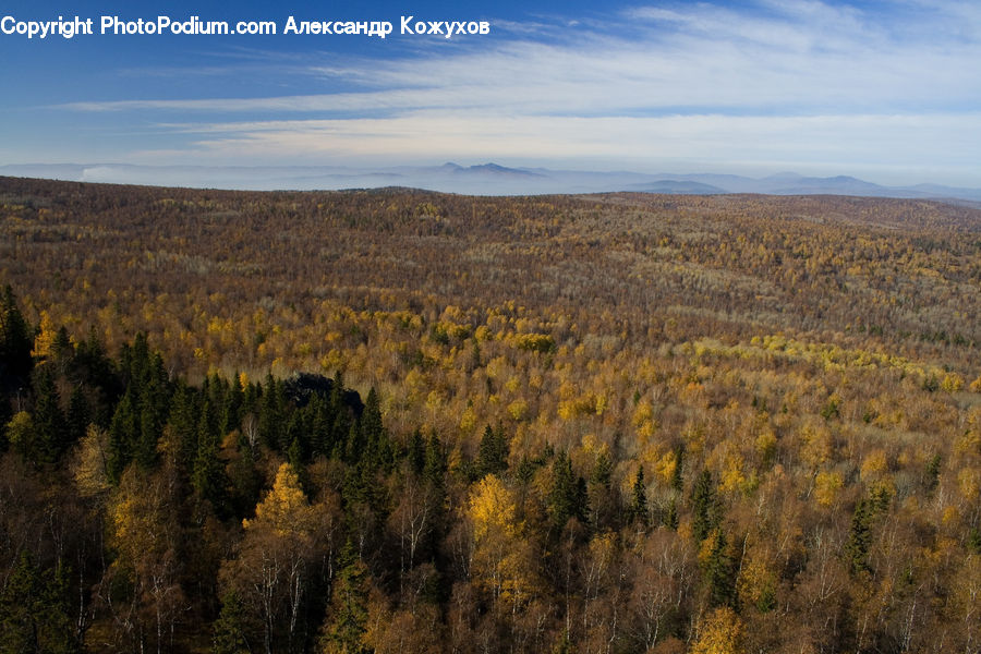 Conifer, Fir, Plant, Tree, Outdoors, Plateau, Larch