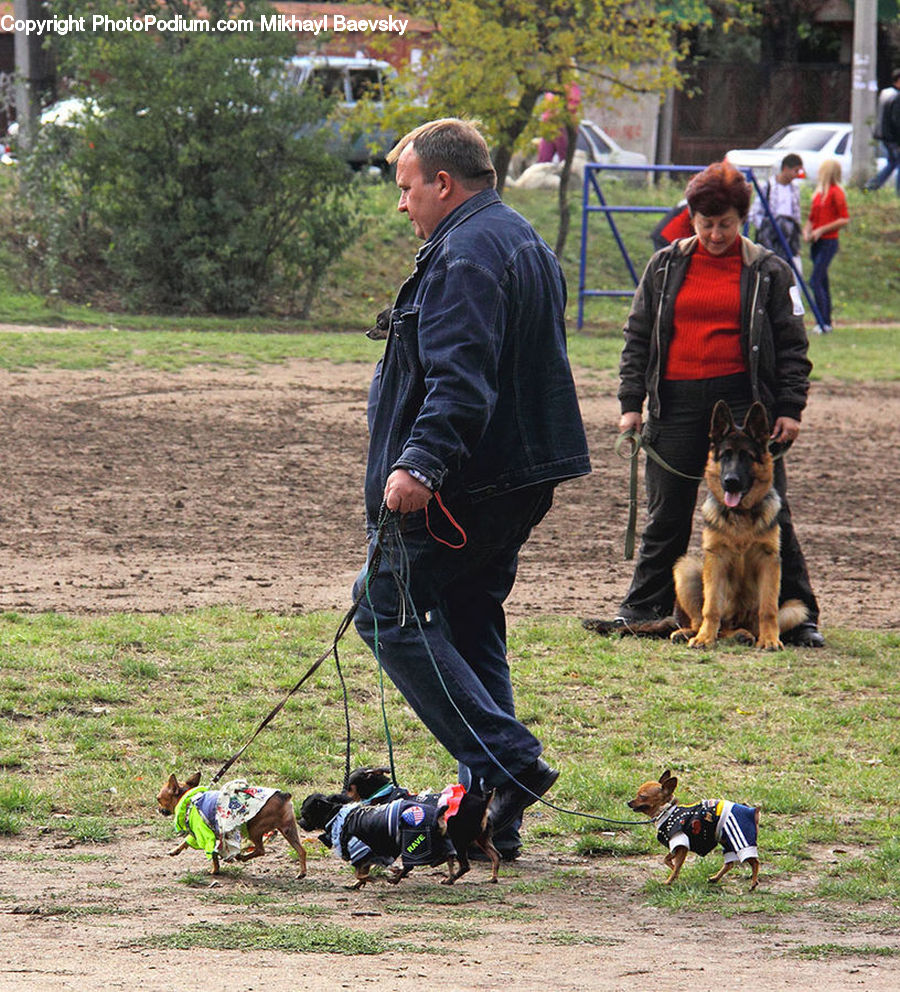 Human, People, Person, Archer, Archery, Sport, Animal