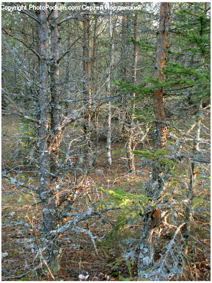 Birch, Tree, Wood, Conifer, Fir, Plant, Forest