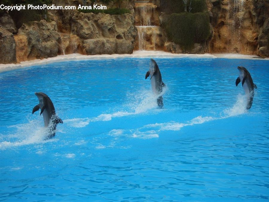 Animal, Dolphin, Fish, Sea Life, Pool, Water, Rock