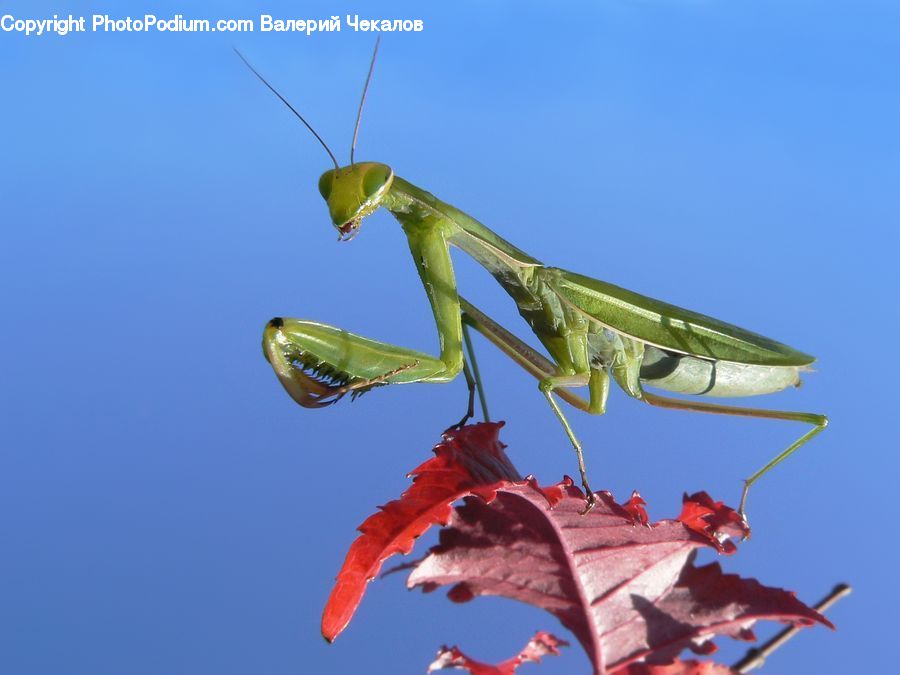 Insect, Invertebrate, Mantis, Cricket Insect, Grasshopper, Plant, Blossom