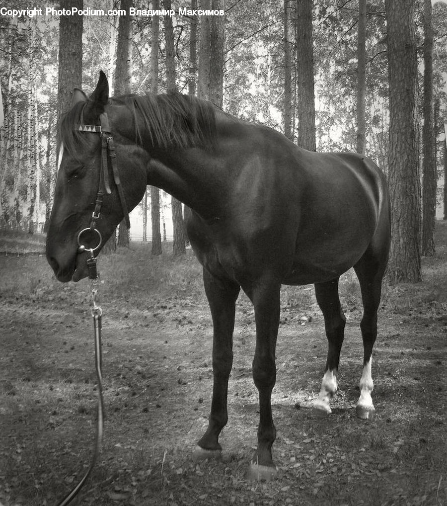 Animal, Horse, Mammal, Stallion