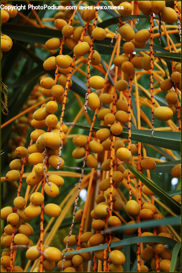 Fruit, Plant, Vine, Persimmon, Blossom, Flora, Flower