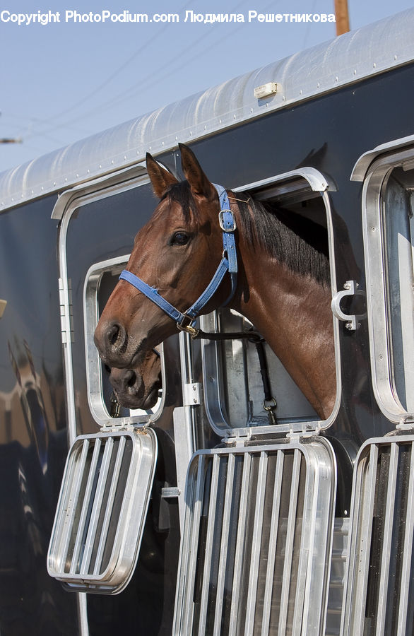 Motor, Motorcycle, Vehicle, Animal, Equestrian, Horse, Person
