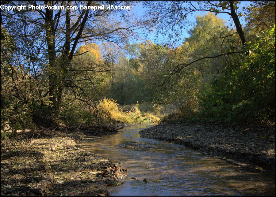 Creek, Outdoors, River, Water, Forest, Grove, Land