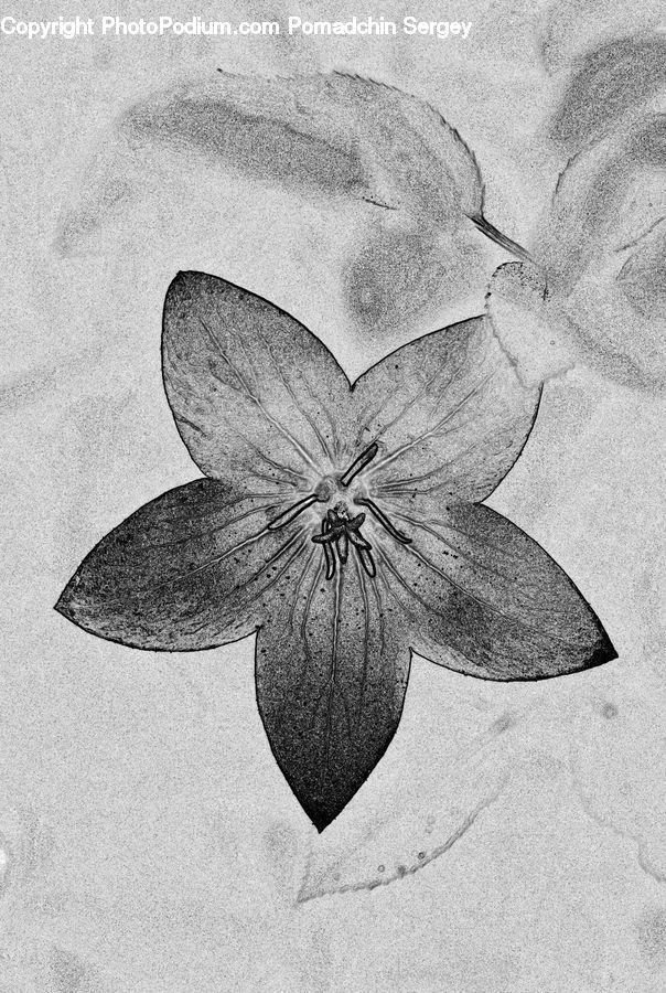 Drawing, Sketch, Art