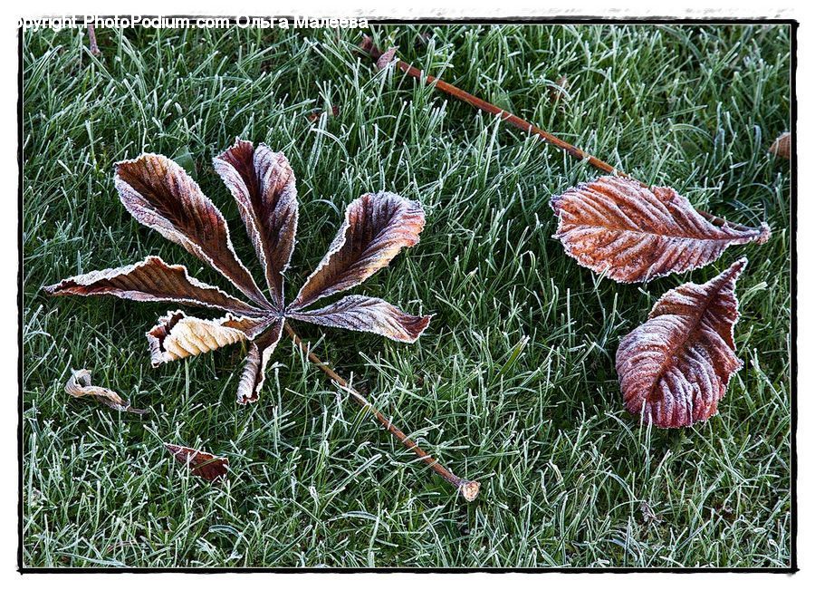 Frost, Ice, Outdoors, Snow, Conifer, Fir, Plant