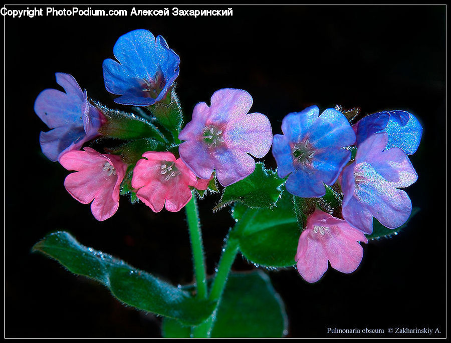 Blossom, Flora, Flower, Geranium, Plant, Sea Life, Petal