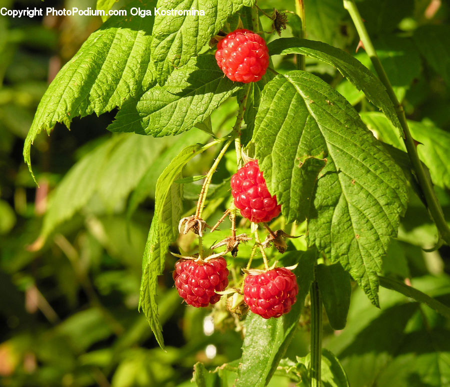 Fruit, Raspberry, Blossom, Flora, Flower, Plant