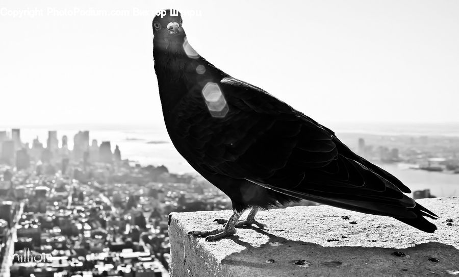 Bird, Blackbird, Crow, Pigeon
