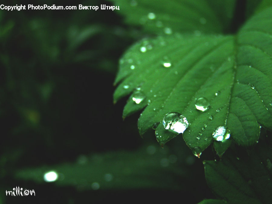 Leaf, Plant, Droplet, Blossom, Flora, Flower, Geranium