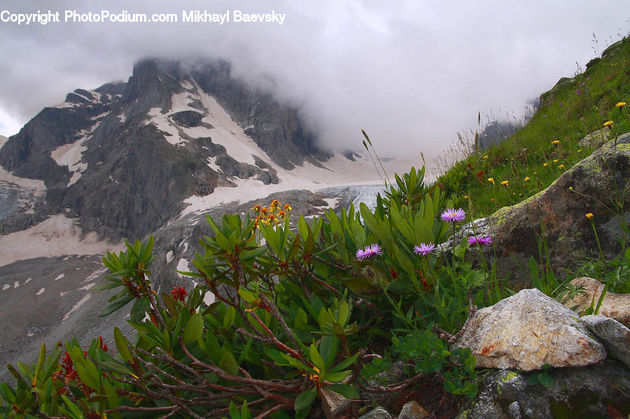 Crest, Mountain, Outdoors, Peak, Plant, Vegetation, Blossom