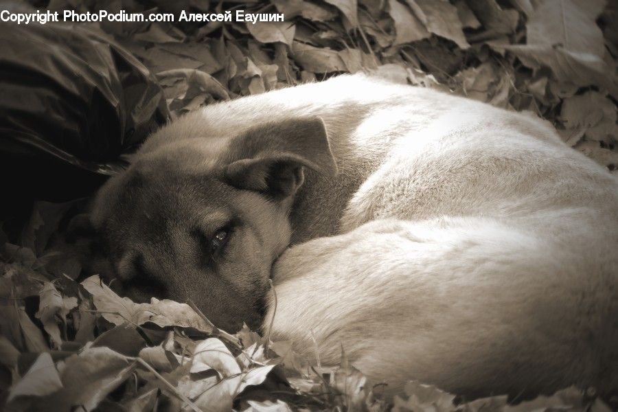 Animal, Cougar, Lion, Puma, Beagle, Canine, Dog