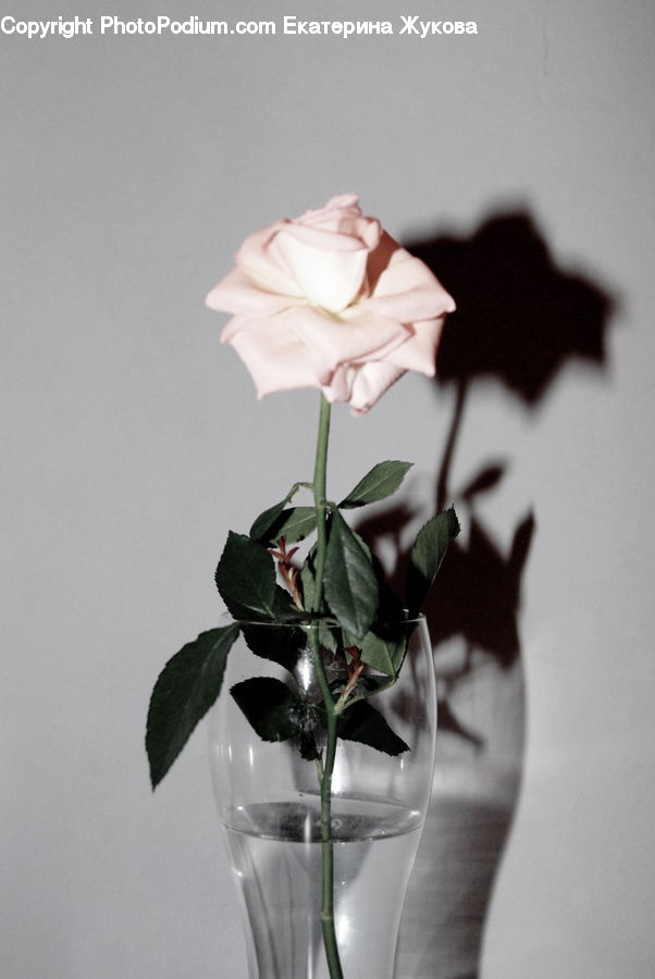 Jar, Porcelain, Vase, Plant, Potted Plant, Acanthaceae, Annonaceae