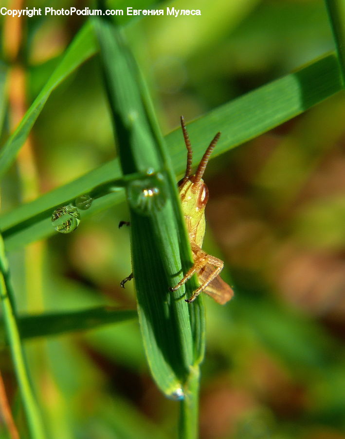 Cricket Insect, Grasshopper, Insect, Invertebrate, Mosquito, Blossom, Flora