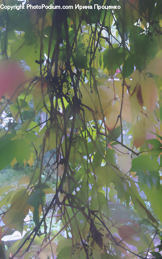 Bird Nest, Nest, Blossom, Flora, Flower, Plant, Vegetation