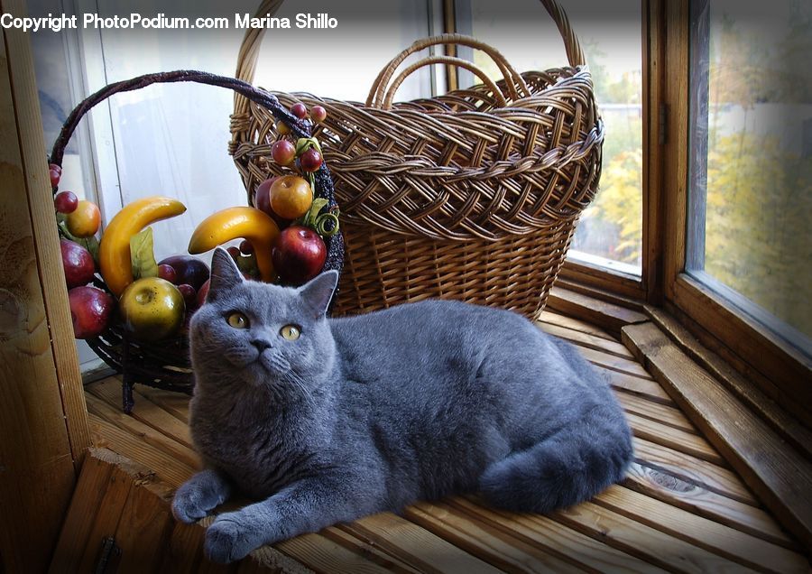 Basket, Abyssinian, Animal, Cat, Mammal, Pet, Citrus Fruit