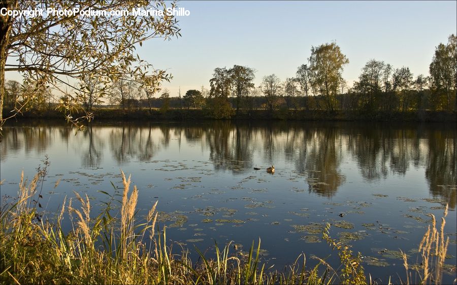 Outdoors, Pond, Water, Field, Grass, Grassland, Plant