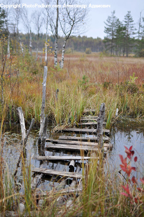 Land, Marsh, Outdoors, Swamp, Water, Pond, Field