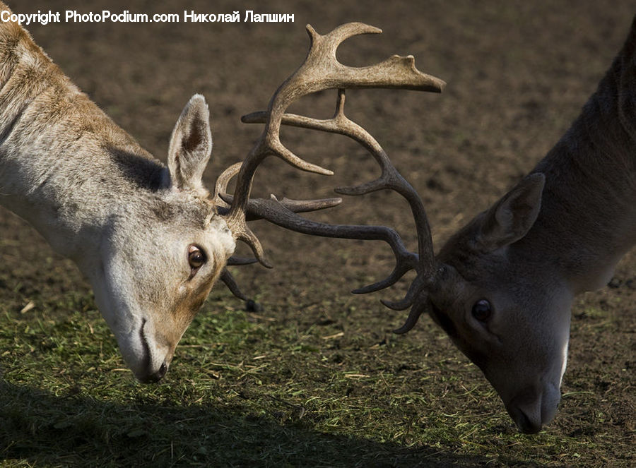 Antler, Animal, Deer, Mammal, Wildlife, Elk