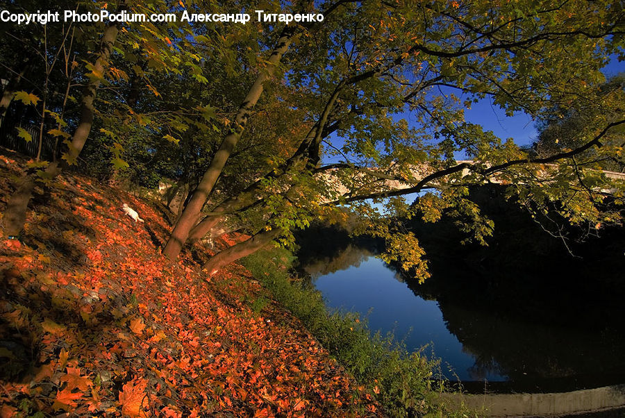 Plant, Tree, Forest, Grove, Land, Vegetation, Oak