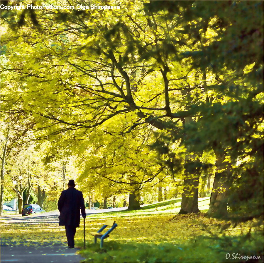 Leisure Activities, Walking, Flare, Light, Sunlight, Birch, Tree